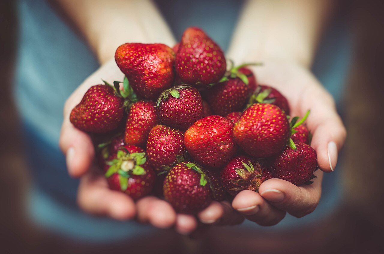 A pair of cupped hands holding a small pile of ripe, dark red strawberries