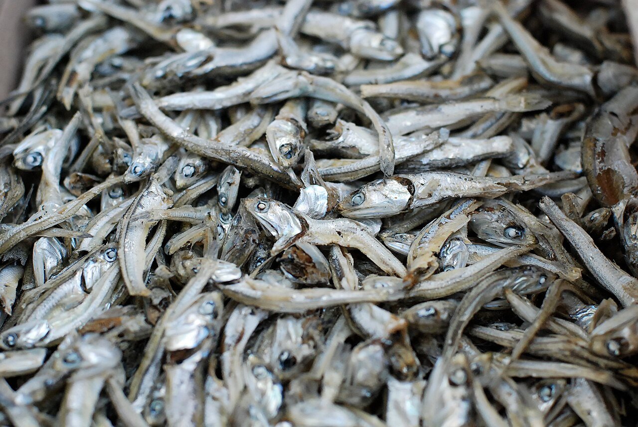 A pile of small silver dried anchovies, the size used for Korean side dishes