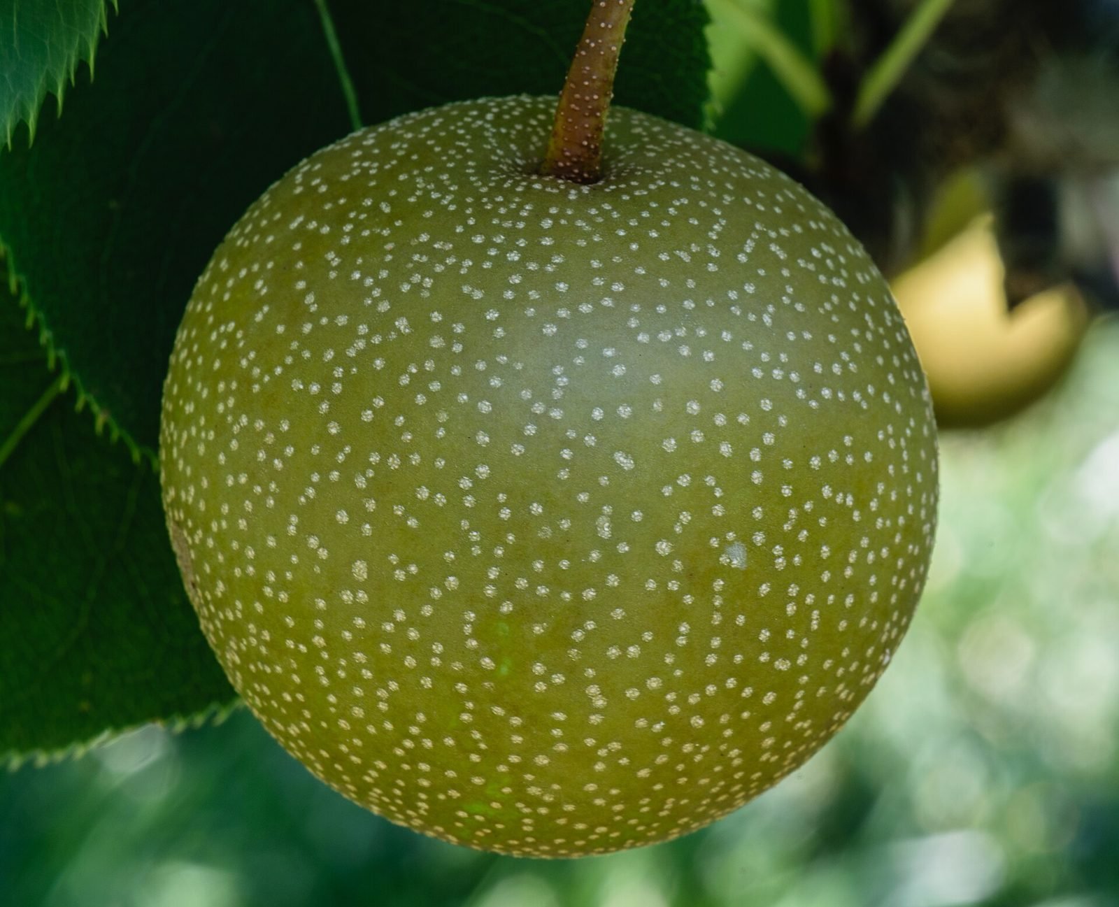 Round green-brown Asian pear with pale speckles hanging on a branch