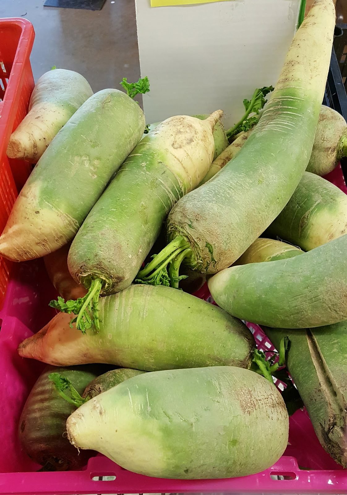A Korean radish (mu) with pale green top