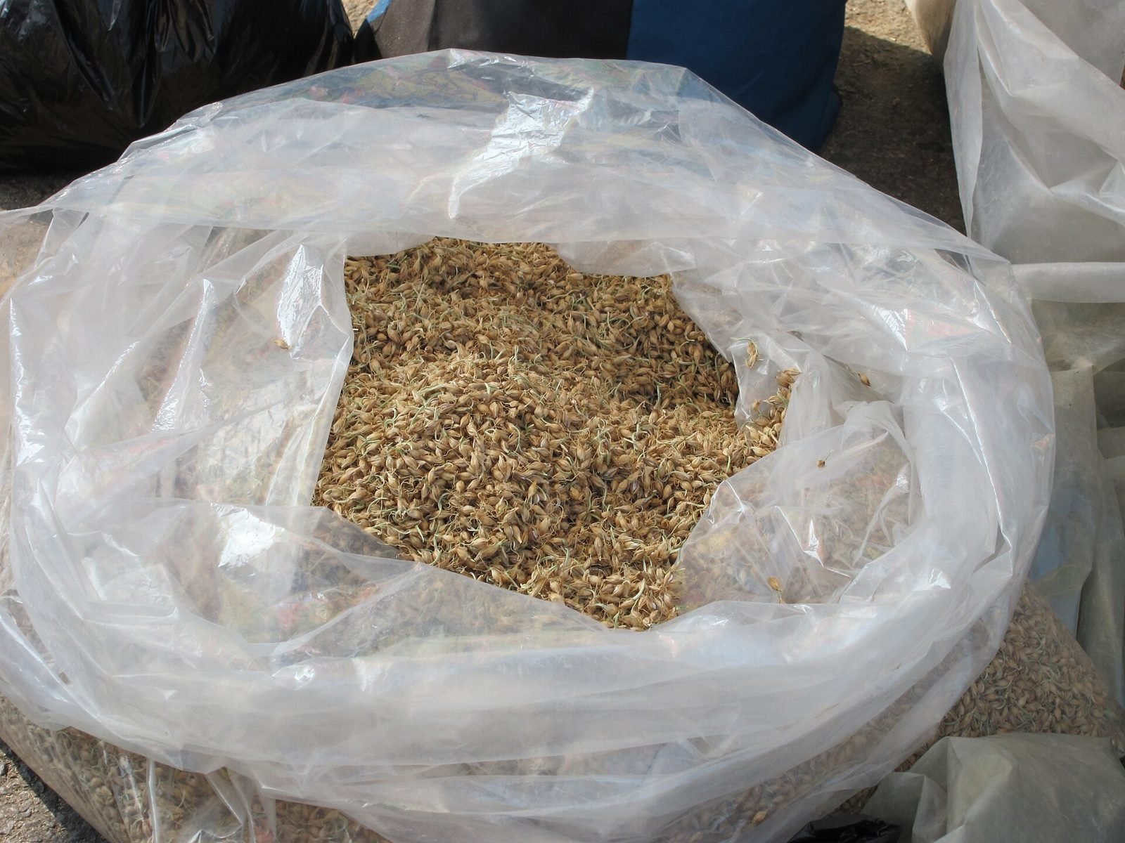 Open bag filled with dried malted barley grains
